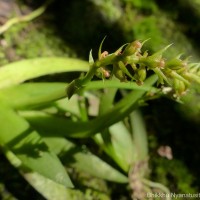 Oberonia longibracteata Lindl.